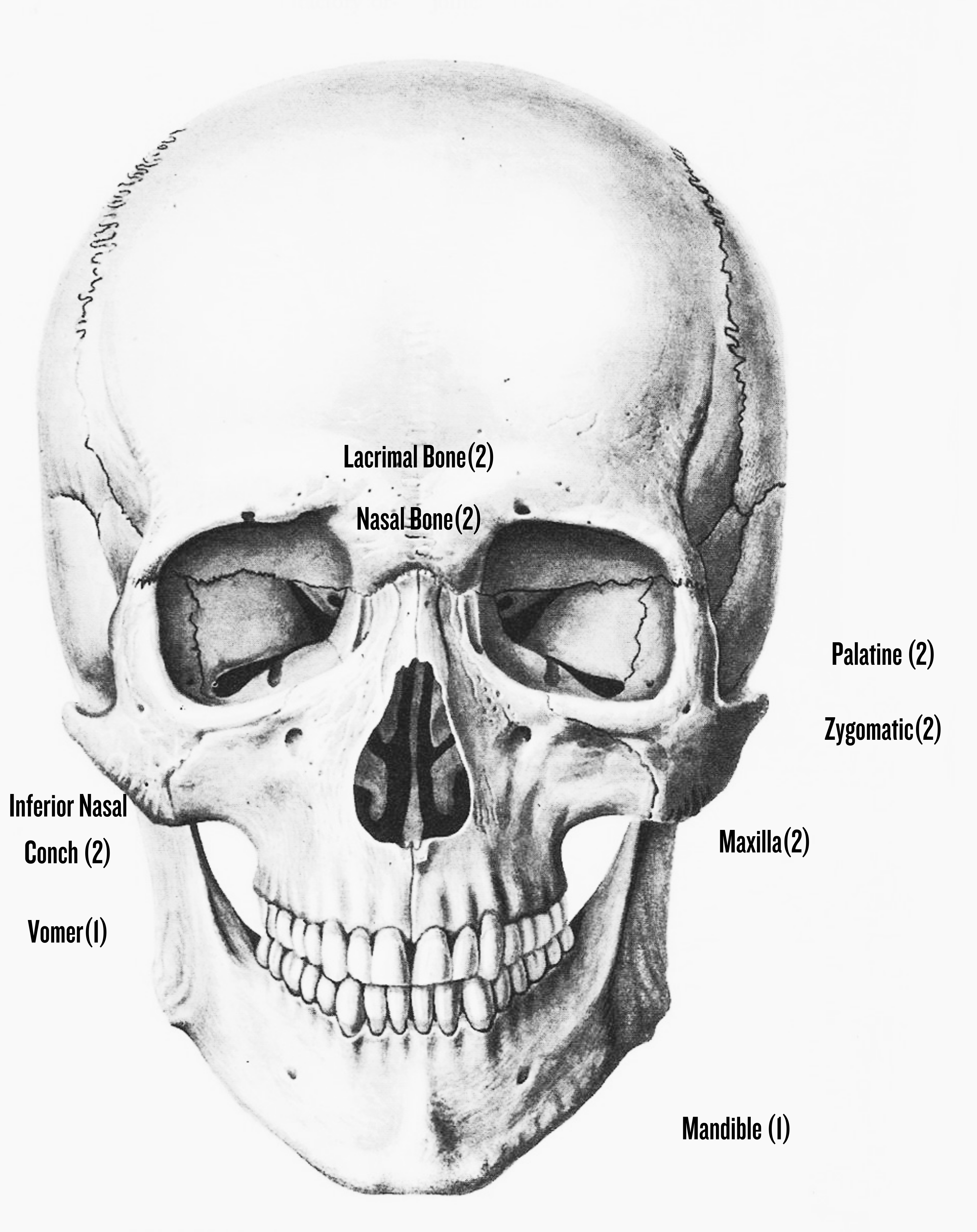 Facial Bones