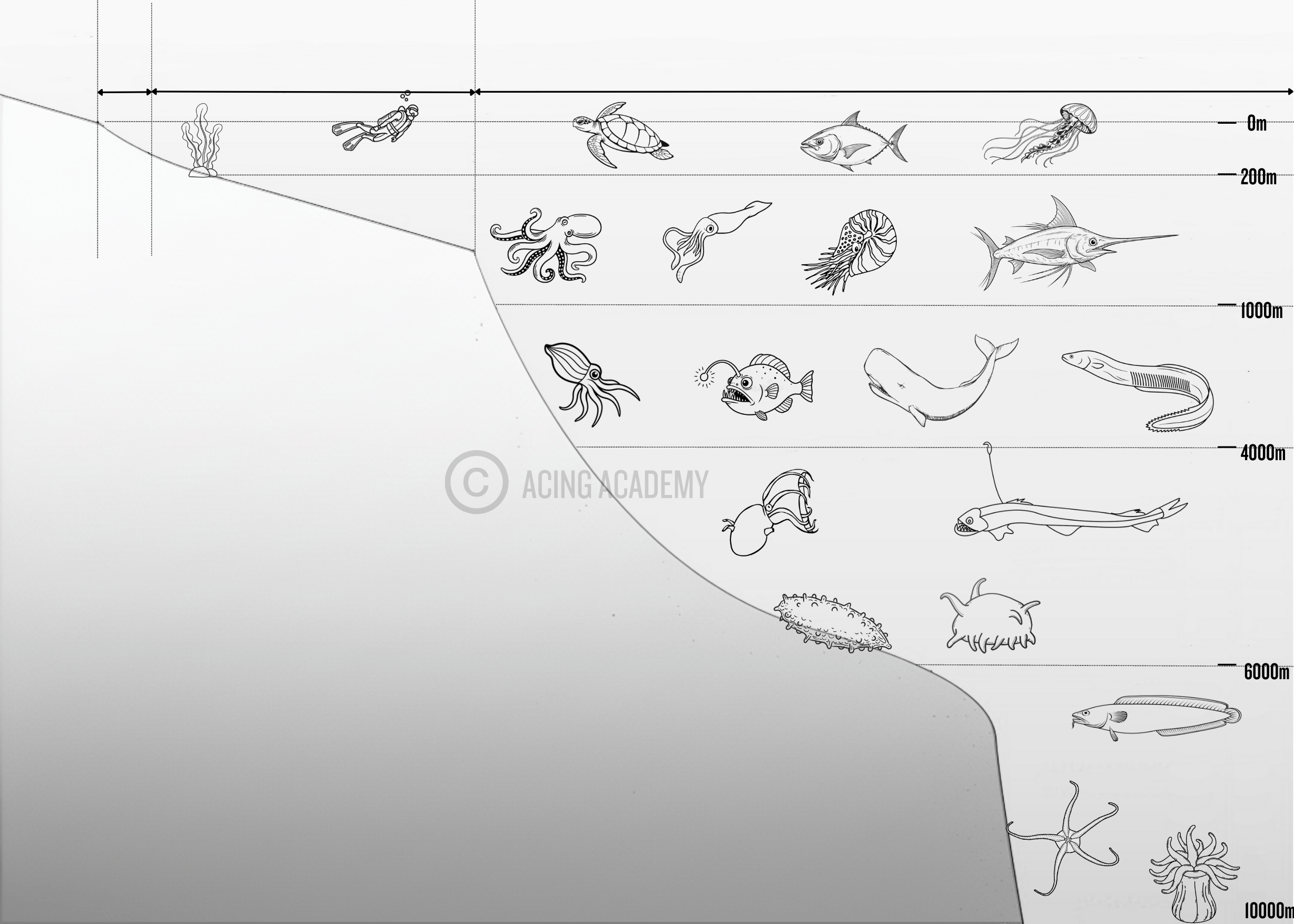 Vertical and Horizontal Zonation of Ocean Water
